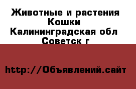 Животные и растения Кошки. Калининградская обл.,Советск г.